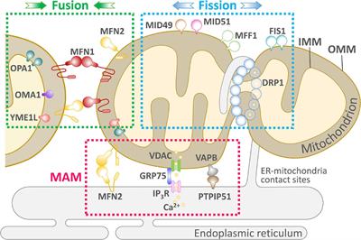 Molecular Machinery and Pathophysiology of Mitochondrial Dynamics